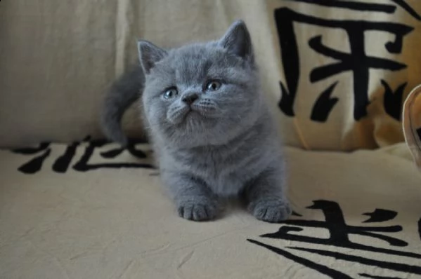 cuccioli di british shorthair | Foto 2