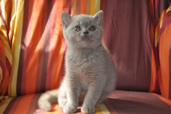 cuccioli di british shorthair | Foto 1