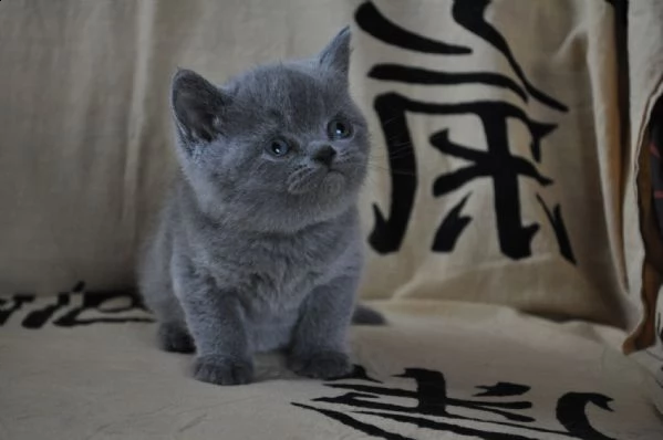 cuccioli di british shorthair | Foto 0