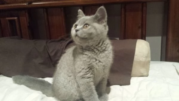 cuccioli di british shorthair