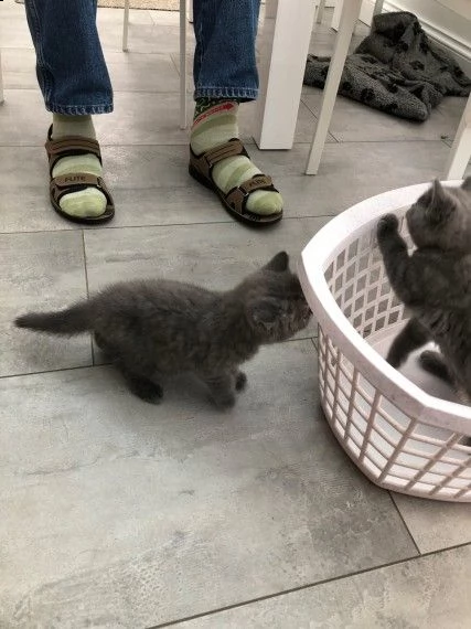 disponibile cuccioli british shorthair | Foto 1