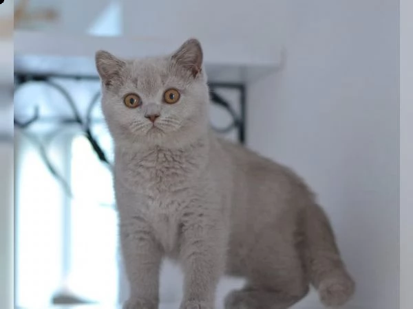 disponibile cuccioli british shorthair | Foto 0