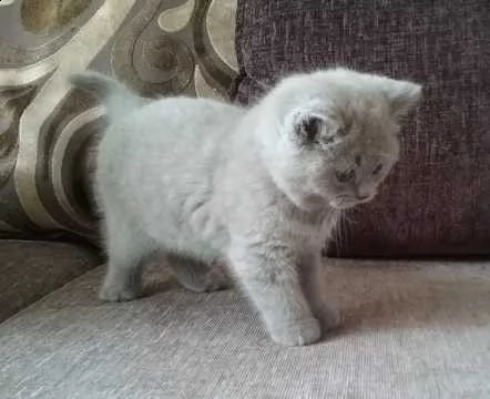 british shorthair di razza | Foto 0