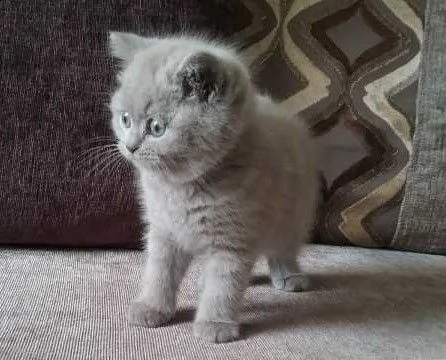 british shorthair di razza