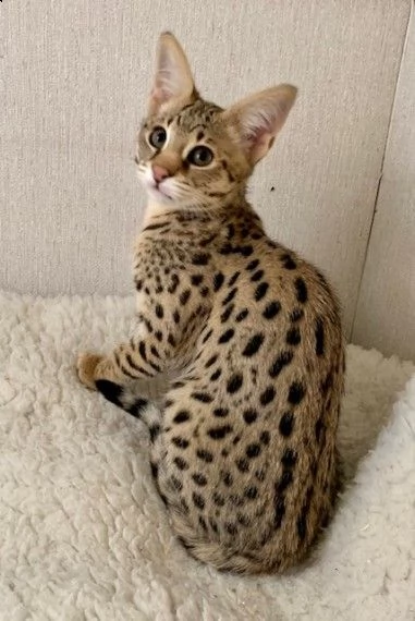 bellissimi gattini savannah | Foto 0