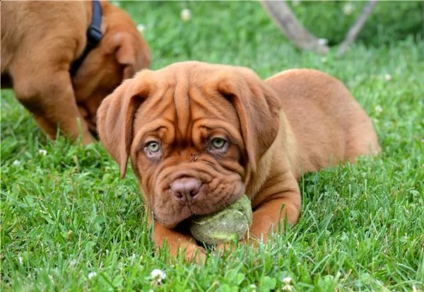  regalo dogue de bordeaux cuccioli meravigliosi ! 