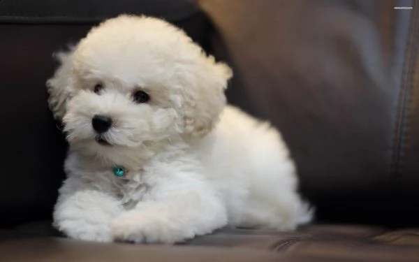 adorabili cuccioli di bichon frise femminucce e maschietti disponibili per l'adozione gratuita i cuc