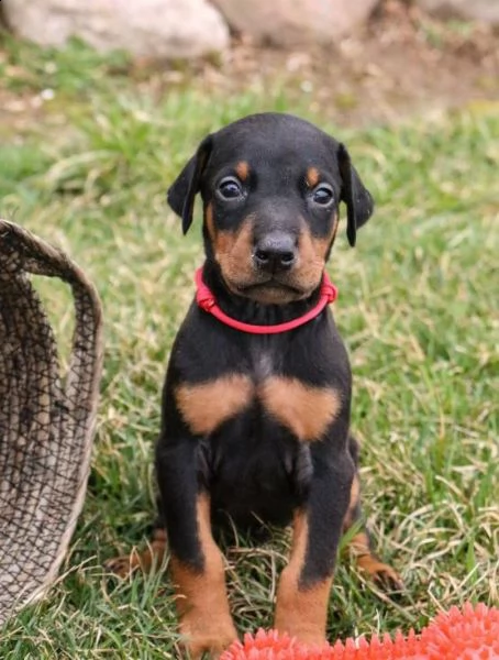 regalo cuccioli di dorberman  in pronta consegna i cuccioli verranno dato dopo 90 giorni dalla nasci