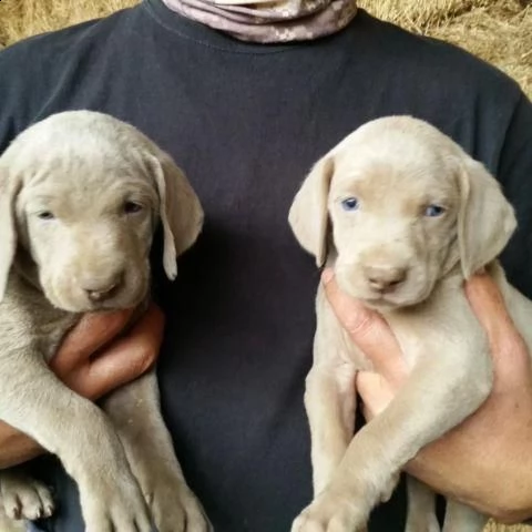 bellissimi cuccioli sani di weimaraner in vendita