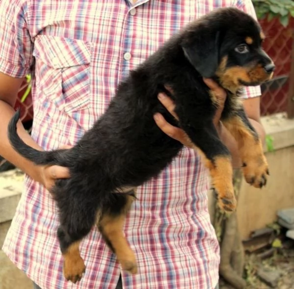 vendo cuccioli rottweiler maschi e femmine giocosi