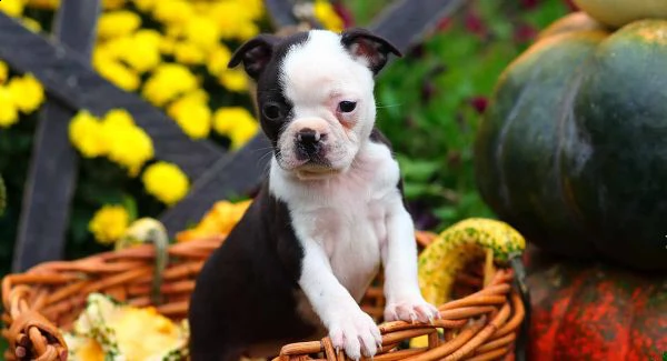 cuccioli di boston terrier