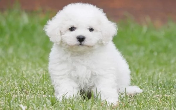 due cuccioli di bichon frise controllati dal veterinario ora disponibili per la vendita