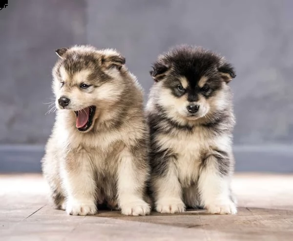 cuccioli alaskan malamute in vendita