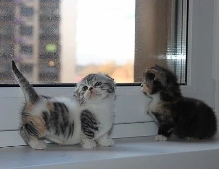 4 cuccioli munchkin | Foto 0