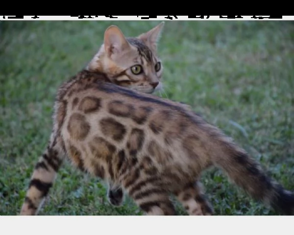 cuccioli gattini razza bengala | Foto 1