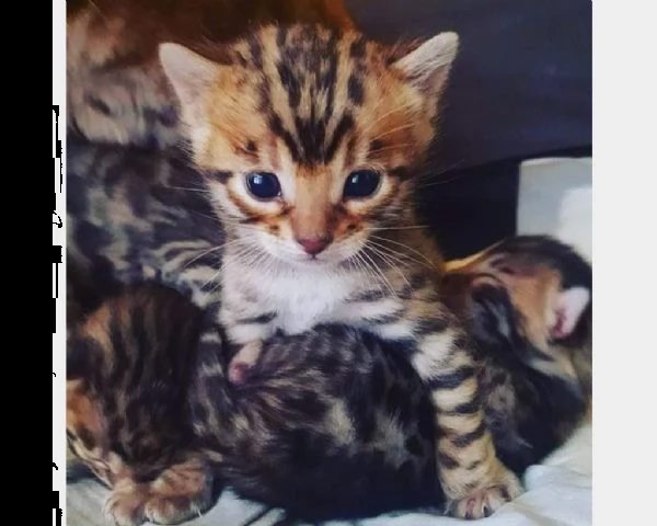 cuccioli gattini razza bengala