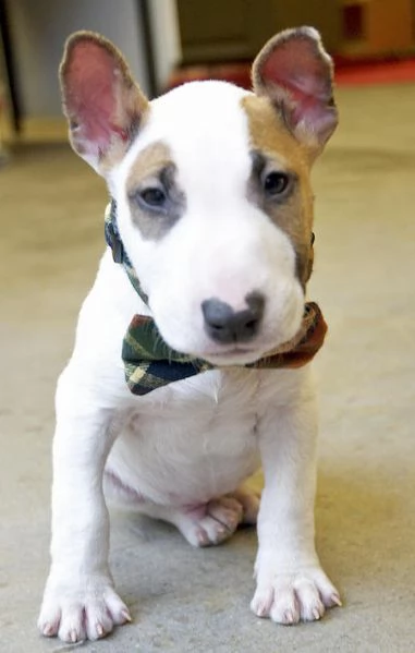 adorabili cuccioli di bull terrier femminucce e maschietti disponibili per l'adozione