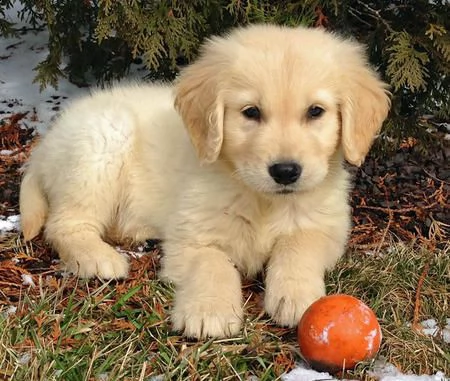 adorabili cuccioli di golden retriever femminucce e maschietti disponibili per l'adozione gratuita i