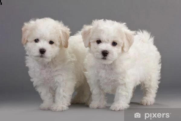 vendo cuccioli bichon friseze