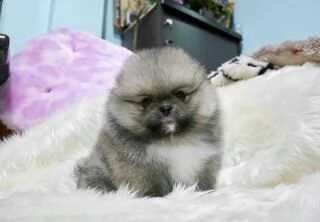 adorabili cuccioli di pomerania per l'adozione