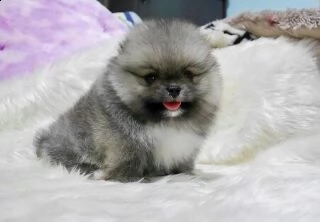 adorabili cuccioli di pomerania per l'adozione | Foto 0