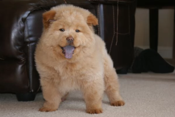 splendidi cuccioli di chow chow | Foto 0