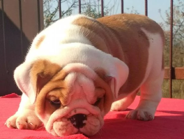 regalo cuccioli bulldog inglese per l'adozione