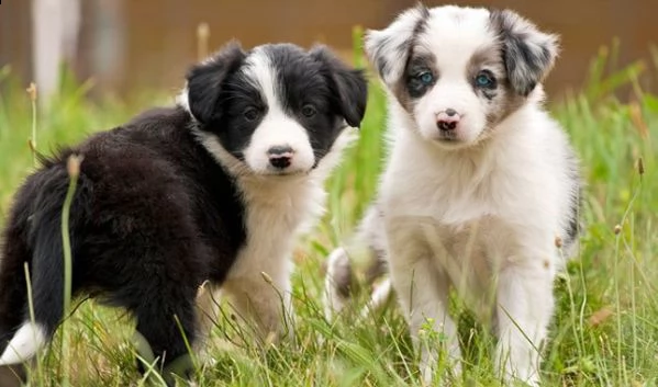 cuccioli di border collie.