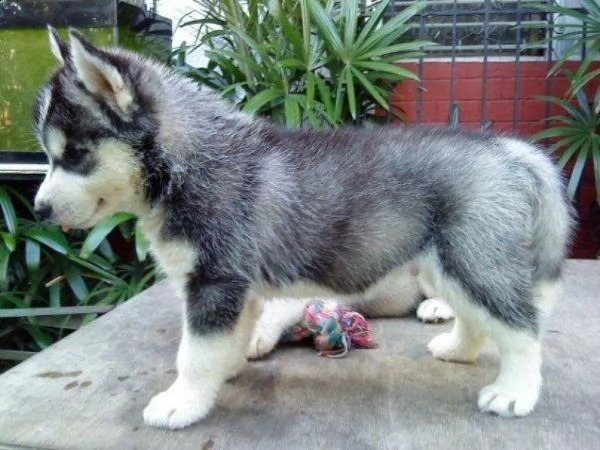 regalo husky cuccioli disponible per l'adozione