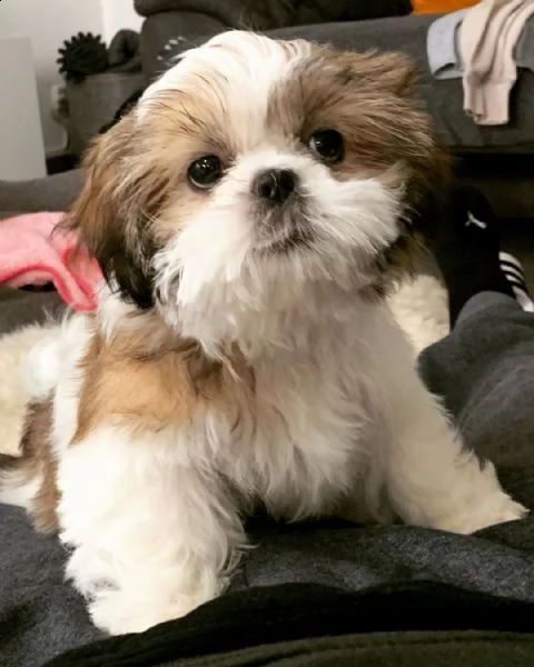  regalo cuccioli shih tzu