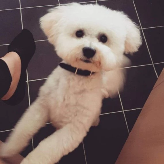 cuccioli di bichon frise registrati akc in vendita.