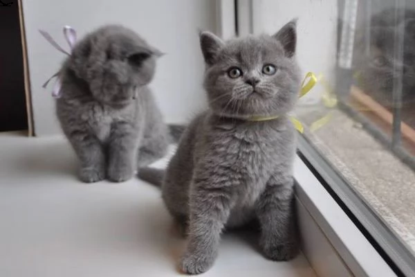 carissimi gattini di british shorthair | Foto 0