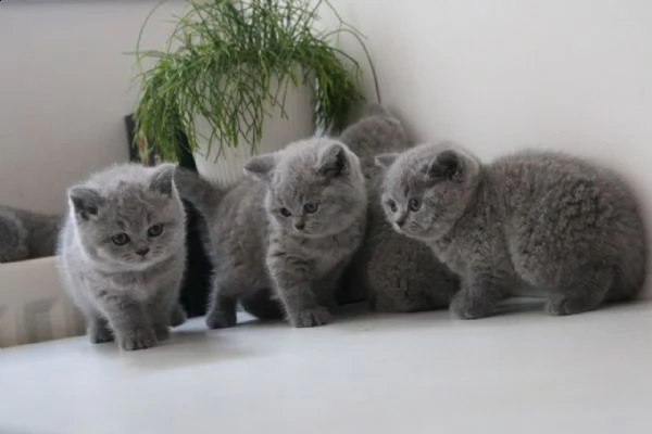 carissimi gattini di british shorthair