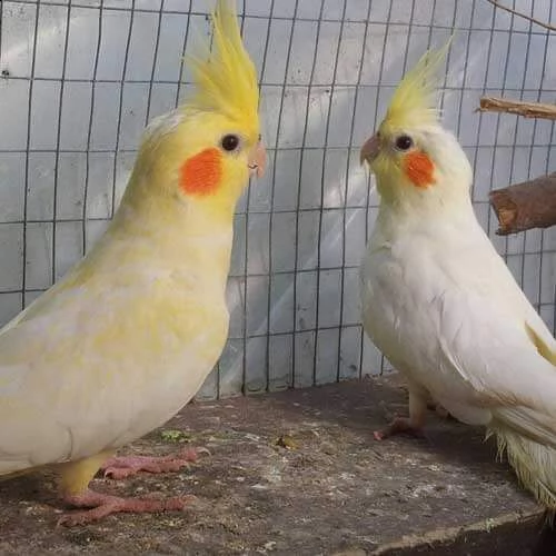 regalo pappagalli cockatiel disponibili per nuove case