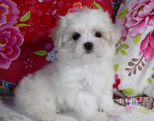 cuccioli maltese