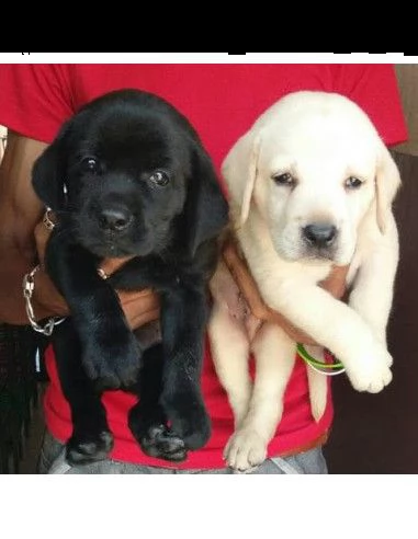 regalo adorabili cuccioli di la labrador chicolato