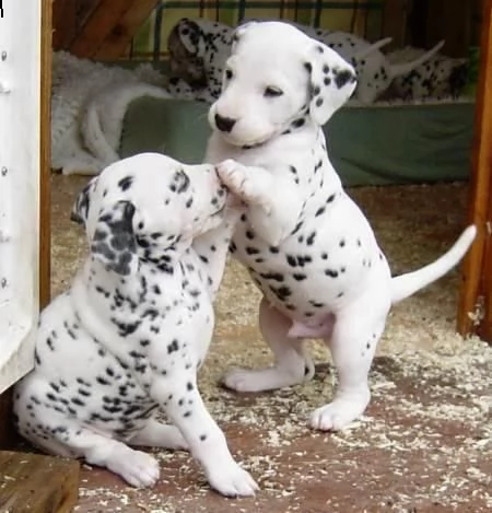 regalo dalmata cuccioli disponible per l'adozione