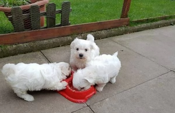 regalo : adorabili cuccioli di maltese toy