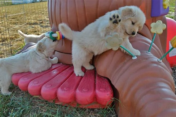 regalo simpatici cuccioli golden retriever 