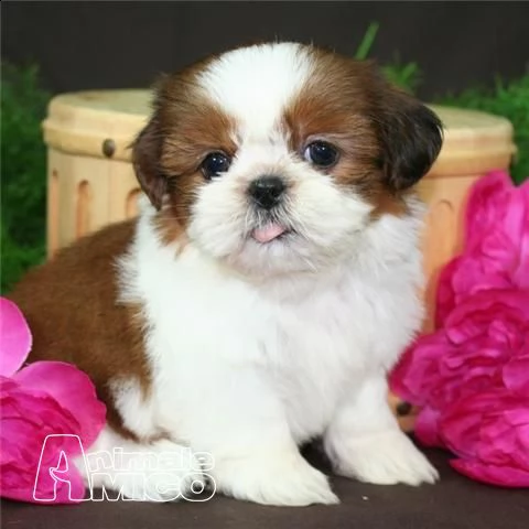 regalo shih tzu cuccioli disponibile per l'adozione