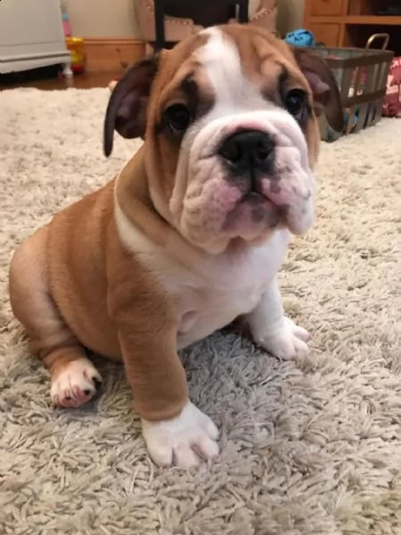 regalo! bulldog inglese cucciolo