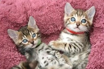 sphynx and bengal kittens for adoption. | Foto 0