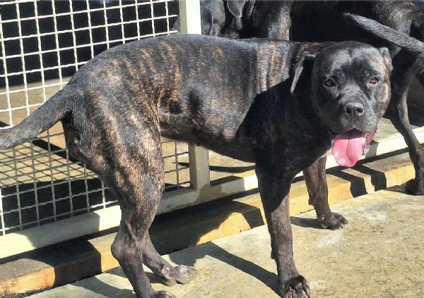 Klelia 3 anni cane corso | Foto 3