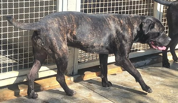 Klelia 3 anni cane corso | Foto 1