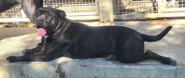 Klelia 3 anni cane corso | Foto 0