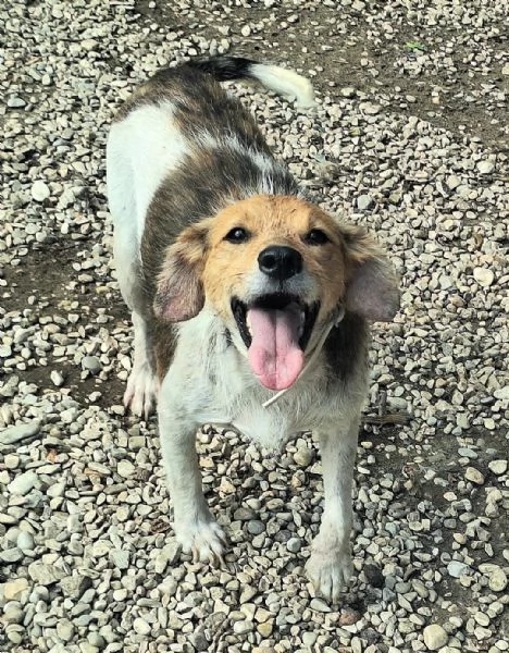 Robertino 2 anni Taglia piccola  | Foto 3