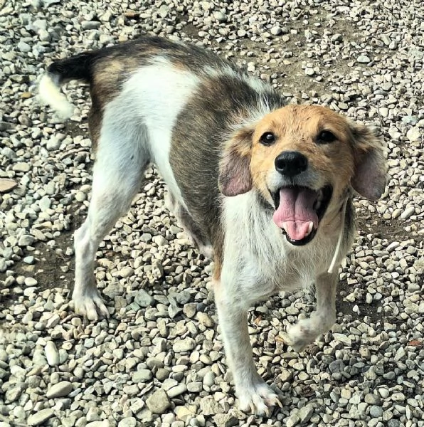 Robertino 2 anni Taglia piccola 