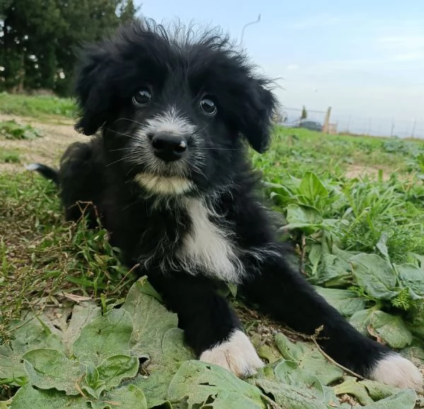 Jenna 2 mesi taglia media  | Foto 1