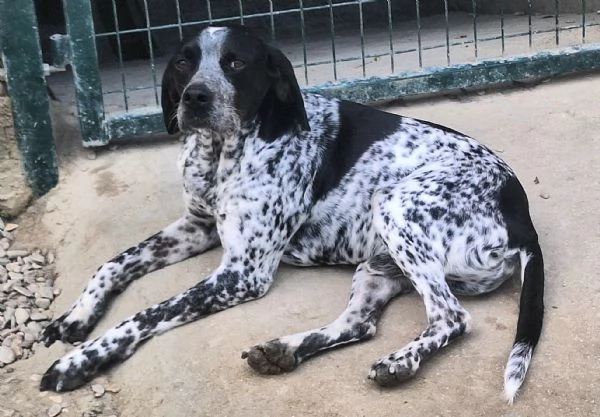 Brando 4 anni pointer taglia media piccola | Foto 1