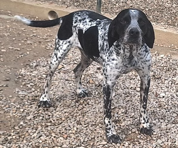 Brando 4 anni pointer taglia media piccola